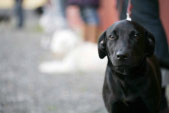 Bilder från Östergrens Hundägarskola