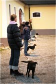 Bilder från Östergrens Hundägarskola
