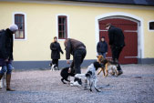Bilder från Östergrens Hundägarskola