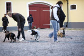 Bilder från Östergrens Hundägarskola