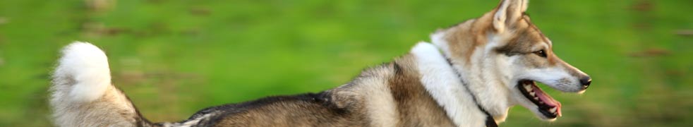 Kontakta Anders Östergrens Hundägarskola